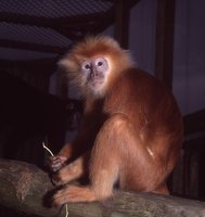 Vietname suimti šeši vyrai, nužudę ir suvalgę nykstančią beždžionę