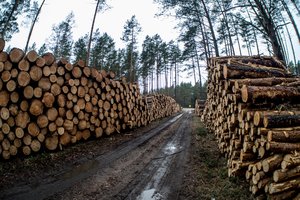 Valstybinių miškų urėdija paskaičiavo, ką nuveikė