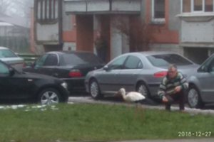 Vaizdas daugiabučių kieme iš namų vijo gyventojus: gamtininkai ragina nesikišti