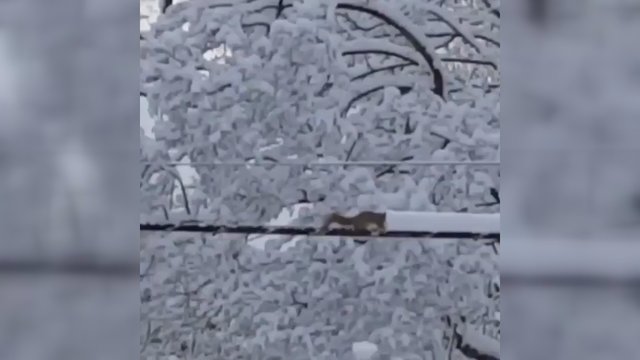 Gausus sniegas tapo gyvenimo išbandymu – voverės veiksmai sukėlė juoką