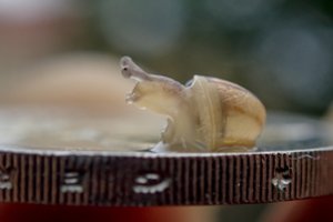 Estai ir vėl mus aplenkė – prie euro priprato greičiau: pusė lietuvių kainas tebeskaičiuoja litais