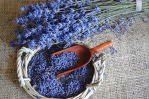 Tyrimais patvirtina – levandų kvapas daro įtaką mūsų savijautai