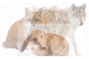 Kokį gyvūną pamatėte pirmą? Tai atskleidžia jūsų charakterį