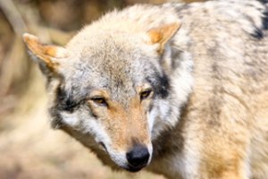 Dėl padarytos žalos ūkininkams siūlo sumedžioti dar daugiau vilkų