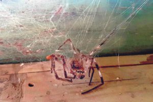 Galvojo, kad vykdoma žmogžudystė, tačiau tikroji priežastis sutrikdė