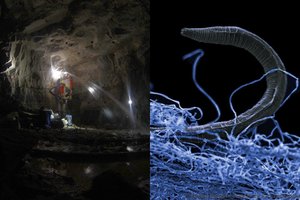 Gyvą radinį po Žemės paviršiumi aptikę mokslininkai prakalbo apie ateivius