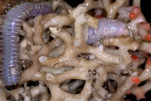 Į vandenyno dugną nusileidę tyrėjai ištraukė neregėtus gelmių monstrus