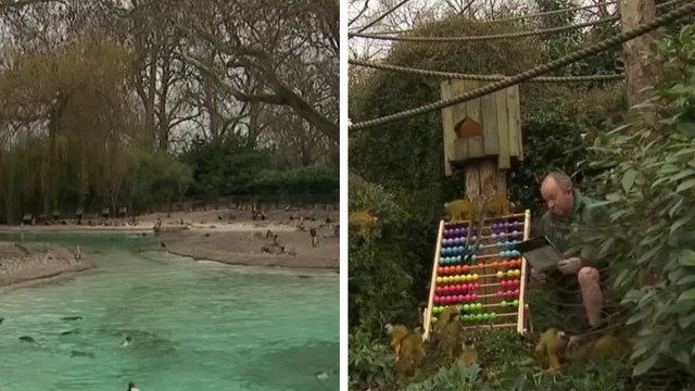 Londono zoologijos sode vyksta kasmetinis gyvūnų surašymas