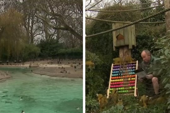 Londono zoologijos sode vyksta kasmetinis gyvūnų surašymas