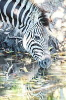 Gyvūnų teisių aktyvistai papiktinti: žmonėms siūloma zebrų mėsa