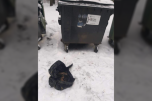 Kraupus radinys konteineryje Alytuje: šiukšlių maiše 9 šuniukai, 8 jau nebegyvi