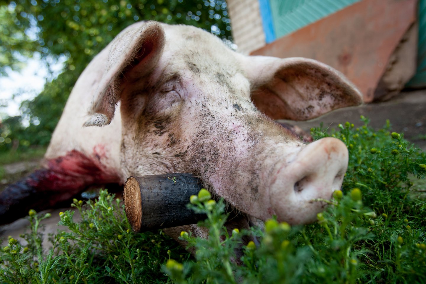 Kaimyninėje Baltarusijoje prasidėjus afrikinio kiaulių maro epidemijai Lietuvoje buvo minčių nutiesti tvorą palei visą pasienį. Bet tai nebuvo padaryta. Užtat danai šitaip nusprendė saugotis nuo vokiškų šernų.<br>D.Umbraso nuotr.