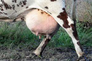 Pienininkai: stabilizuojasi pieno supirkimo kainos