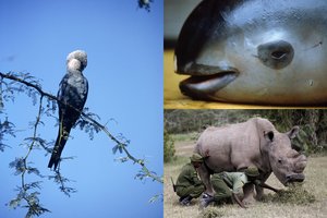 In Memoriam: gyvūnai, kurie pasaulyje išnyko praėjusiais metais