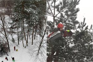15 m aukščio pušyje įstrigęs katinas per gelbėjimo operaciją nukrito