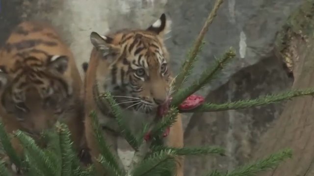 Tikras džiaugsmas zoologijos sode: gyvūnams surengta kalėdinė puota