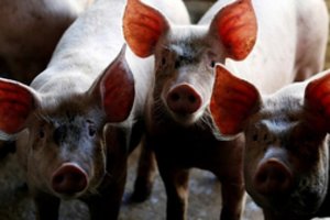 Kompensacijomis skatins smulkiuosius ūkininkus nebeauginti kiaulių