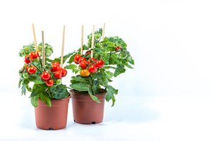 Daržas ant palangės: kaip įsirengti ir mėgautis gausiu derliumi