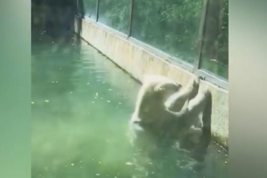 Zoologijos sodo lankytojai, pamatę lokio elgesį, sutriko – to nebuvo matę