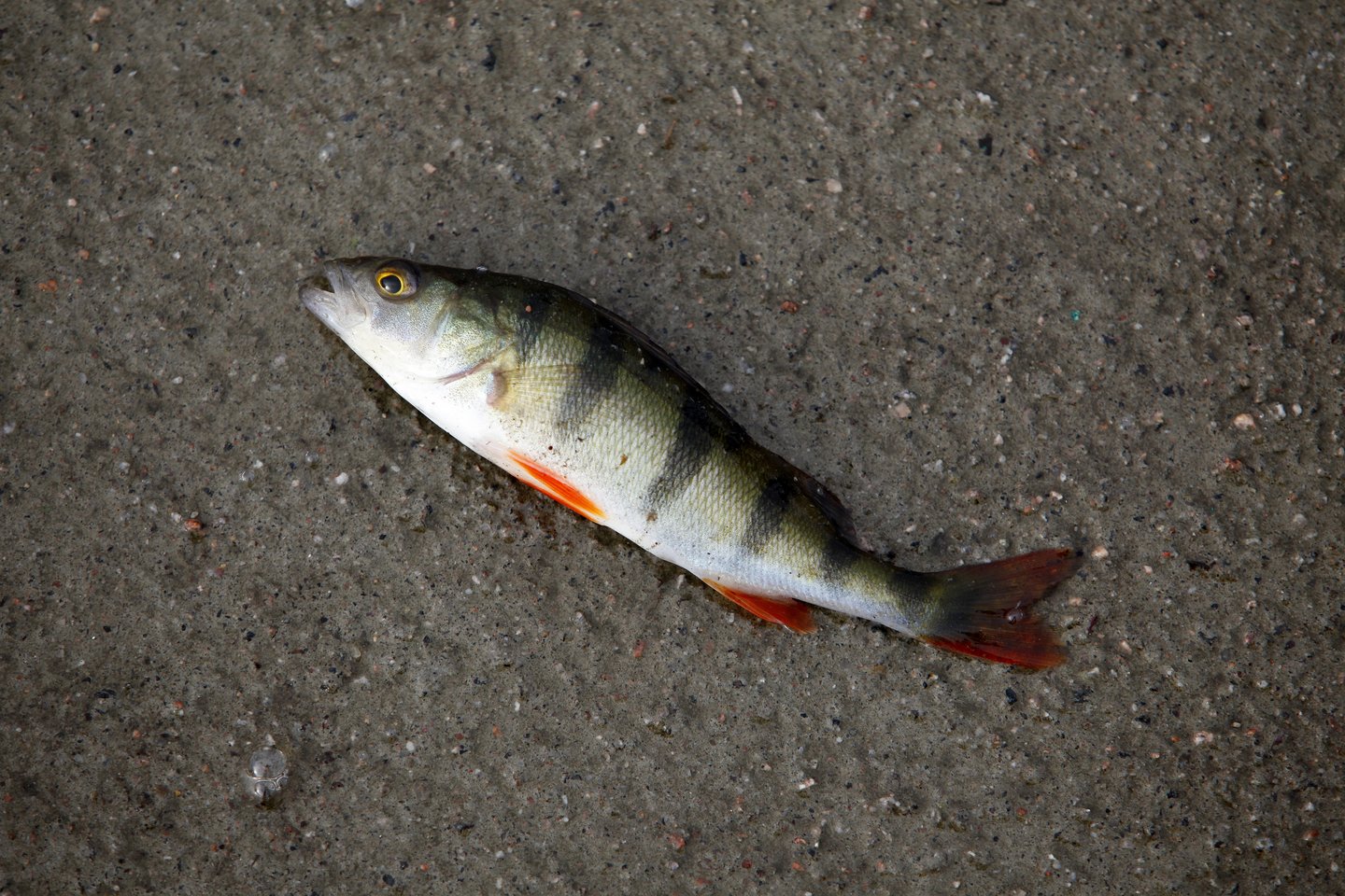 Kauno mariose išaugo žuvies ištekliai.<br>Lrytas.lt nuotr.