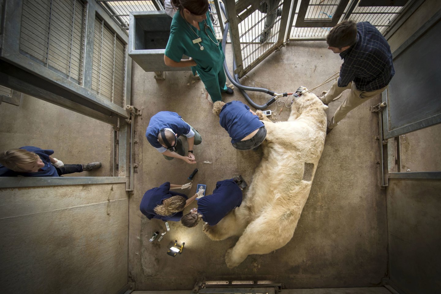 Talino zoologijos sode teko užmigdyti baltąjį lokį.<br> Scanpix asociatyvi nuotr.