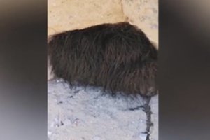 Pūkuotą gyvį urve aptikę keliautojai išdrįso jį paliesti, bet tokios baigties nesitikėjo