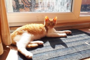 Ekspertai neguodžia: nuo šalčio pokšės ne tik tvoros, bet ir piniginės