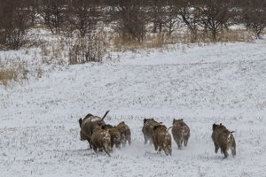 Lenkijoje – protestai prieš vyriausybės planus masiškai naikinti šernus