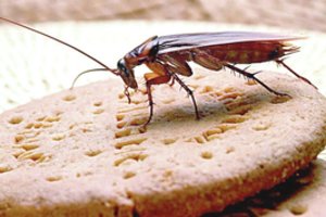 Pripažino, kad situacija rimta: studentų būstuose bjaurūs ūsuočiai slepiasi net virduliuose