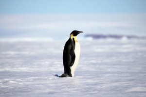 Paaiškino, kaip pingvinai nenušąla pėdų stovėdami ant Antarktidos ledo?