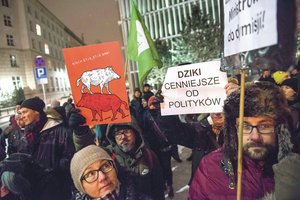 Afrikinis kiaulių maras greitai plinta, o lenkus kiršina šernų šaudymas