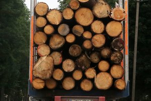 Valstybinių miškų urėdijos medienos pardavimai sumenko dešimtadaliu