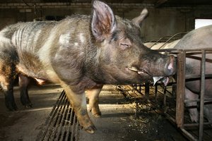 Lenkijos prezidento patarėjas tikisi, kad su Lietuva pavyks išspręsti ginčą dėl kiaulienos