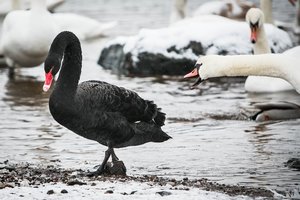 Žiemą paukščius gelbėjantiems siūlo mažiau kištis į gamtos procesus