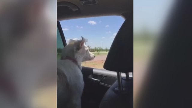 Moteris to dar nematė – užfiksavo, kokį kuriozą šuo išdarinėjo automobilyje