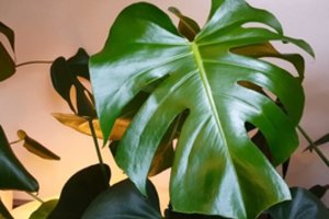 7 kambariniai augalai, kurie be vargo auga kiekvienuose namuose 