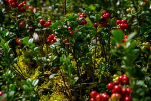 Bruknė: lietuviška uoga kovai su žiemos ligomis