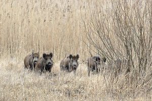 Šįmet afrikinis kiaulių maras patvirtintas 26 vietose 41 šernui