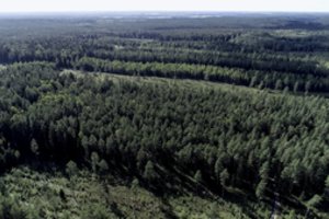 Vietoj turėtos žemės gyventojai galės prašyti kompensacijos mišku