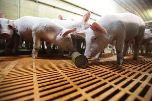 S. Skvernelis: inicijuojamos abiejų pusių konsultacijos dėl Lenkijos ribojimų kiaulienai