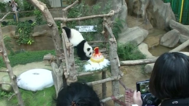 Kvala Lumpūro zoologijos sodo panda švenčia vienerių metų gimtadienį