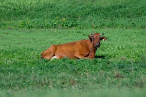 Pieno supirkimo kaina šiek tiek sumažėjo