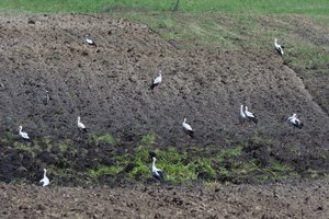 Iš 28 tūkst. prašymų įsigyti žemės ūkio paskirties žemės atmesti 210