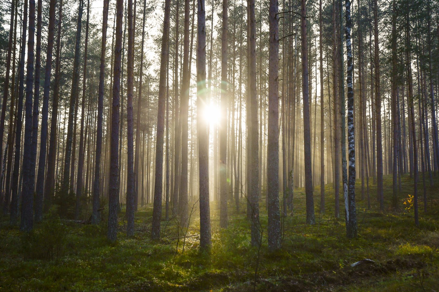 Aplinkos ministerija siūlo nepritarti Seimo nario Jurgio Razmos pateiktam įstatymo projektui, kuriuo siūloma nustatyti, kad vieno fizinio ar juridinio asmens galimas įgyti bendras miškų ūkio paskirties žemės plotas neviršytų 1 tūkst. hektarų.<br>V.Ščiavinsko nuotr.