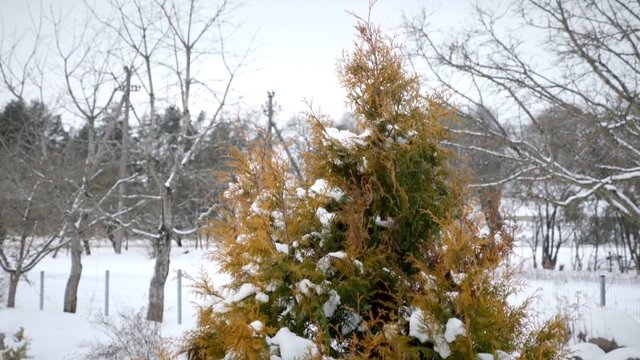 Žiema – puikus metas pažinti mus supančią gamtą