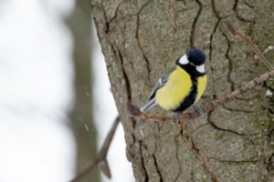 Sostinėje – idiliškas žiemos grožis