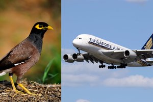 Netikėtas keleivis lėktuvo salone sukėlė sąmyšį – gaudė net keleiviai