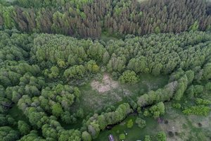 Valstybinių miškų urėdija ieško Tauragės ir Šilutės padalinių vadovų