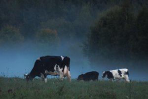 Ūkininkai nepatenkinti krintančiomis pieno supirkimo kainomis
