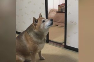 Internete žaibiškai plinta vaizdo įrašas su šiuo šunimi